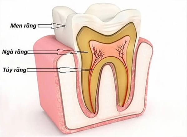 Tủy răng là gì và vai trò của nó trong cấu trúc răng?