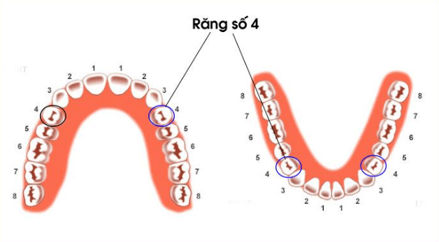 Vị trí của răng số 4 trên cung hàm