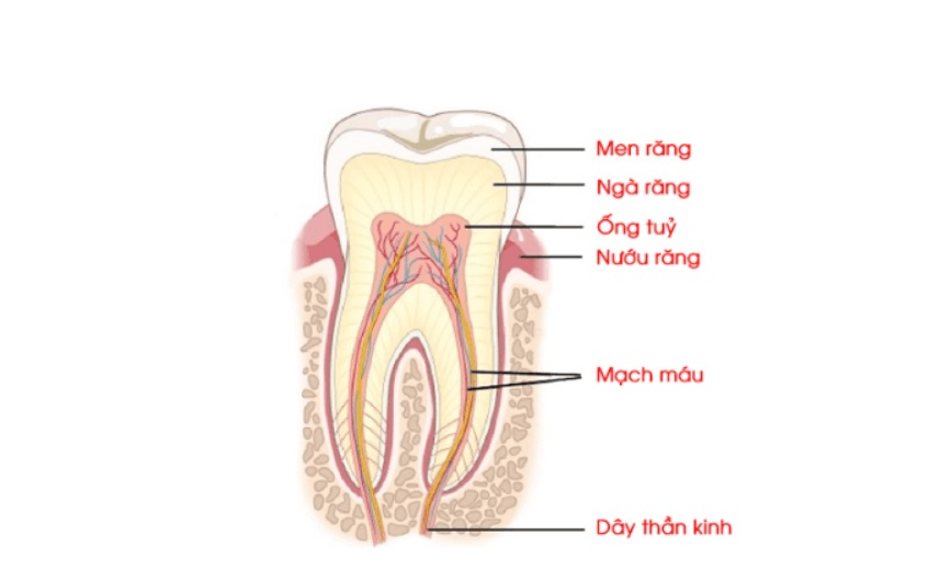 Cấu tạo răng số 4 dưới góc nhìn nha khoa