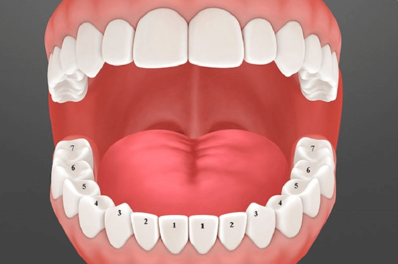 Răng số 5 nằm ở đâu trên cung hàm