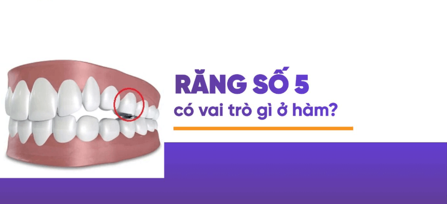 Chức năng thực sự của răng số 5