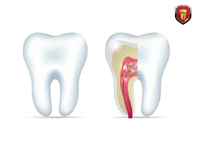 Tủy răng là phần nuôi sống răng