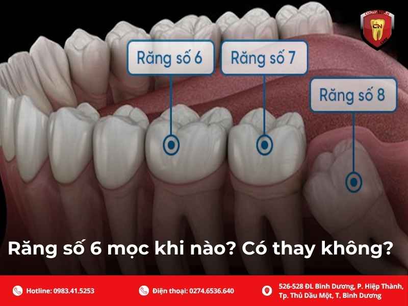 Đảm nhiệm lực ăn nhai chính