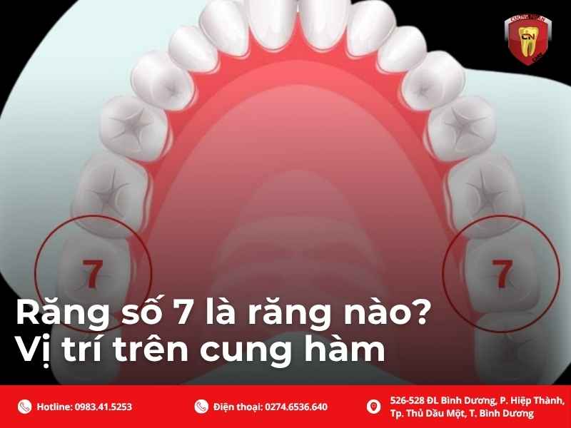 Răng số 7 là răng nào? Vị trí trên cung hàm