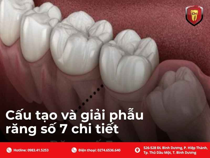 Cấu tạo và giải phẫu răng số 7 chi tiết