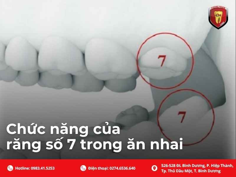 Chức năng của răng số 7 trong ăn nhai