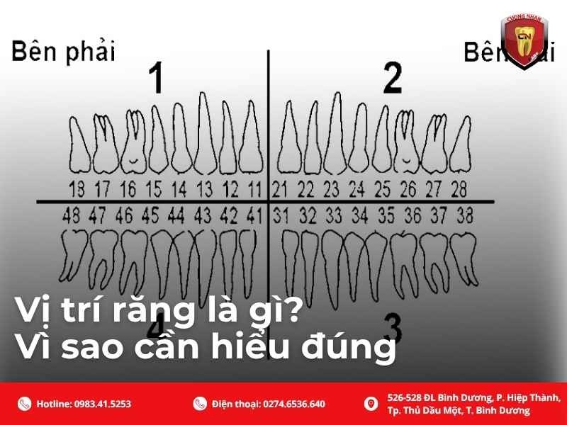 Vị trí răng là gì? Vì sao cần hiểu đúng
