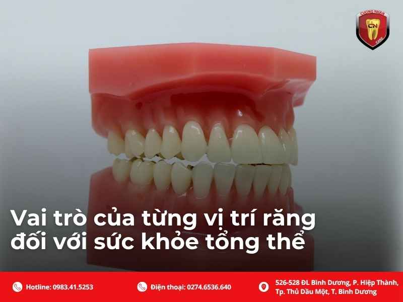 Vai trò của từng vị trí răng đối với sức khỏe tổng thể