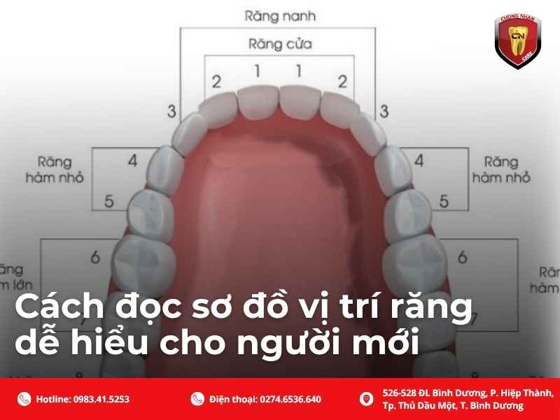 Cách đọc sơ đồ vị trí răng dễ hiểu cho người mới