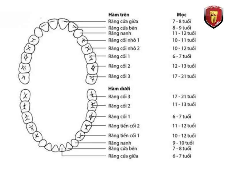 Bảng tra cứu vị trí răng từ 11 đến 48