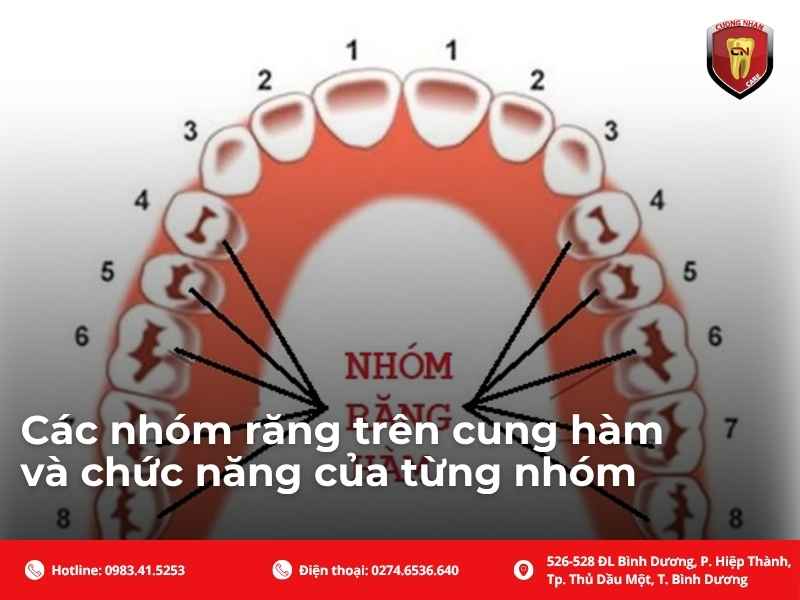 Các nhóm răng trên cung hàm và chức năng của từng nhóm