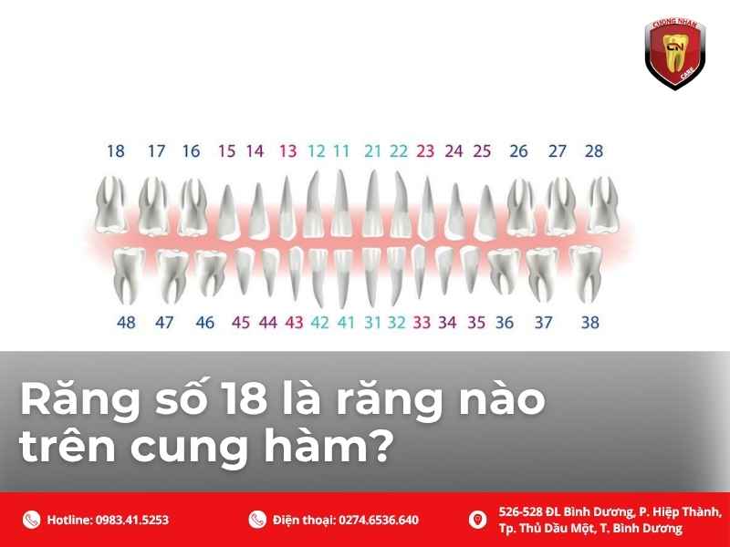 Răng số 18 là răng nào trên cung hàm?