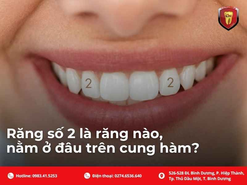 Răng số 2 là răng nào, nằm ở đâu trên cung hàm?