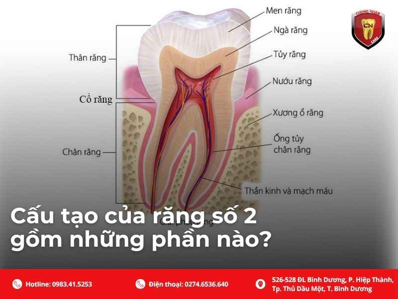 Cấu tạo của răng số 2 gồm những phần nào?