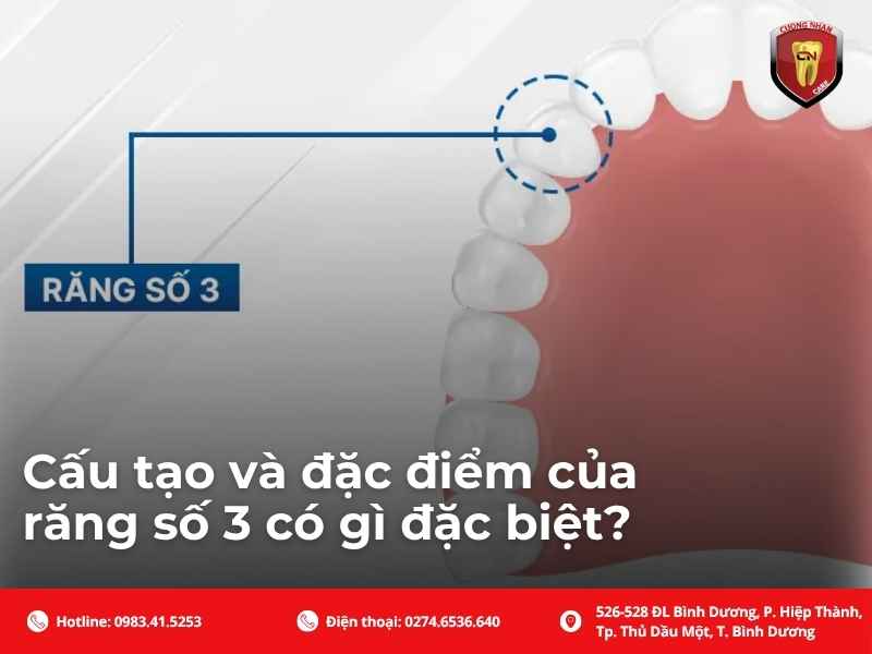 Cấu tạo và đặc điểm của răng số 3 có gì đặc biệt?