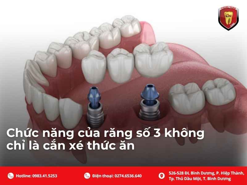 Chức năng của răng số 3 không chỉ là cắn xé thức ăn