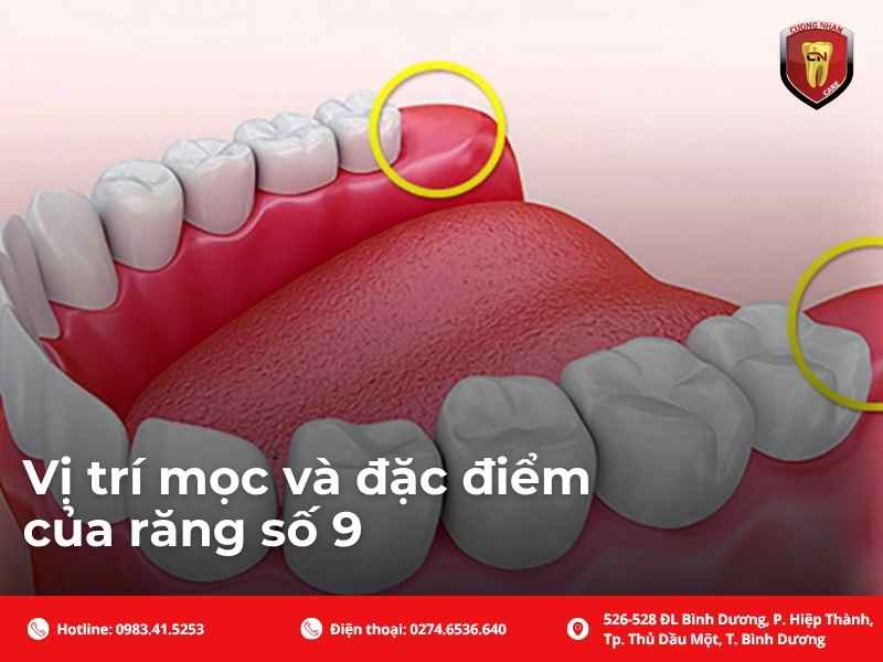 Vị trí mọc và đặc điểm của răng số 9