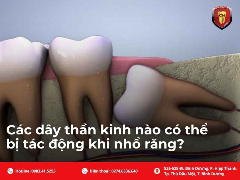 Các dây thần kinh nào có thể bị tác động khi nhổ răng?