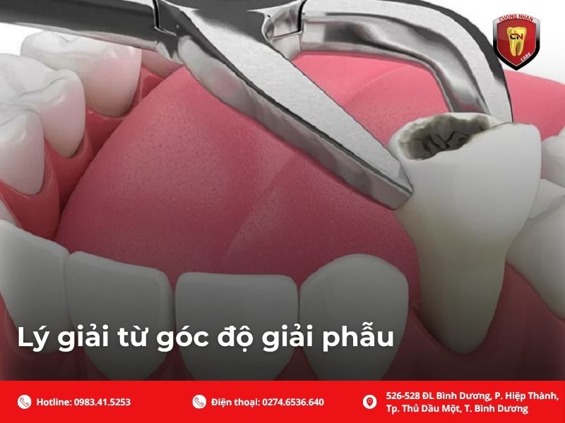Lý giải từ góc độ giải phẫu