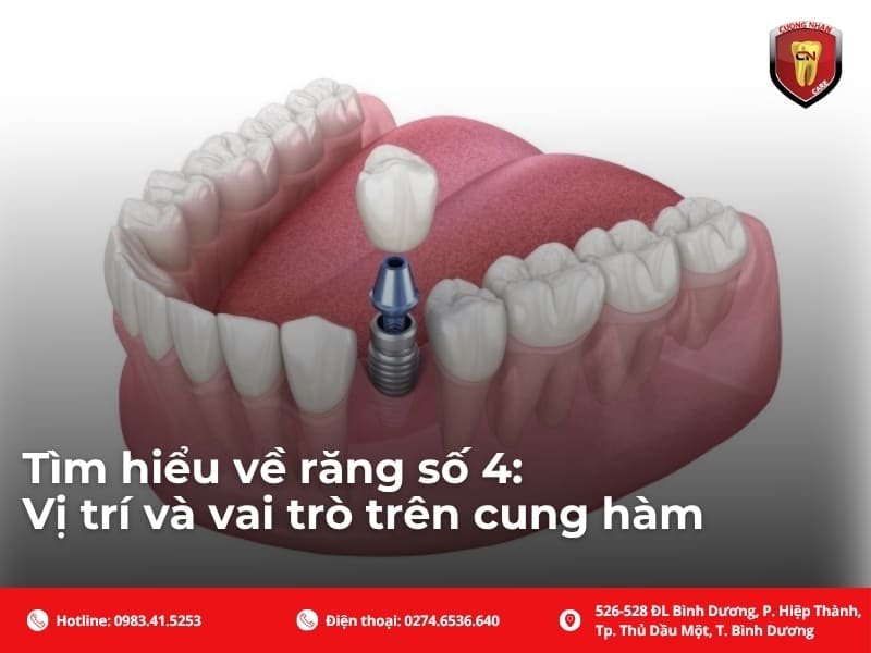 Tìm hiểu về răng số 4: Vị trí và vai trò trên cung hàm