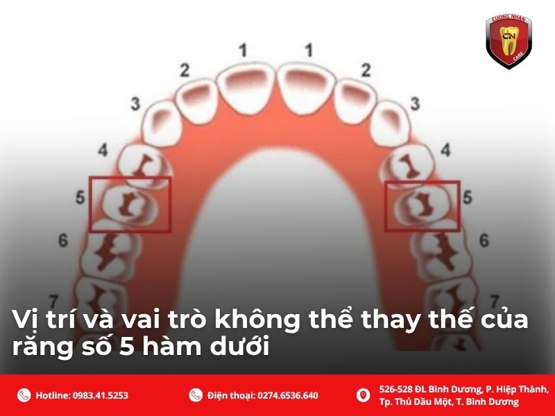 Vị trí và vai trò không thể thay thế của răng số 5 hàm dưới